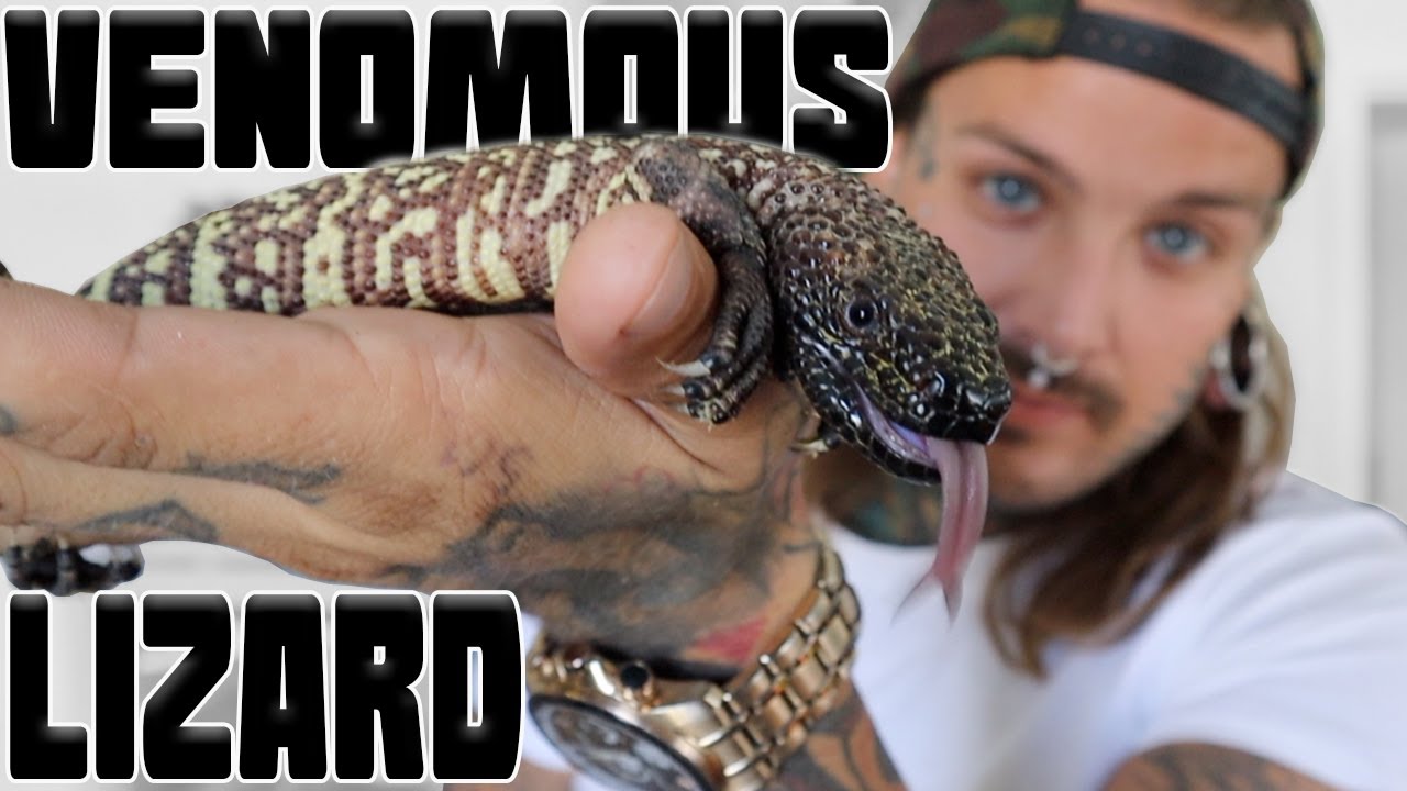 New Cage for my Venomous Lizard! Beaded Lizards and Gila Monsters