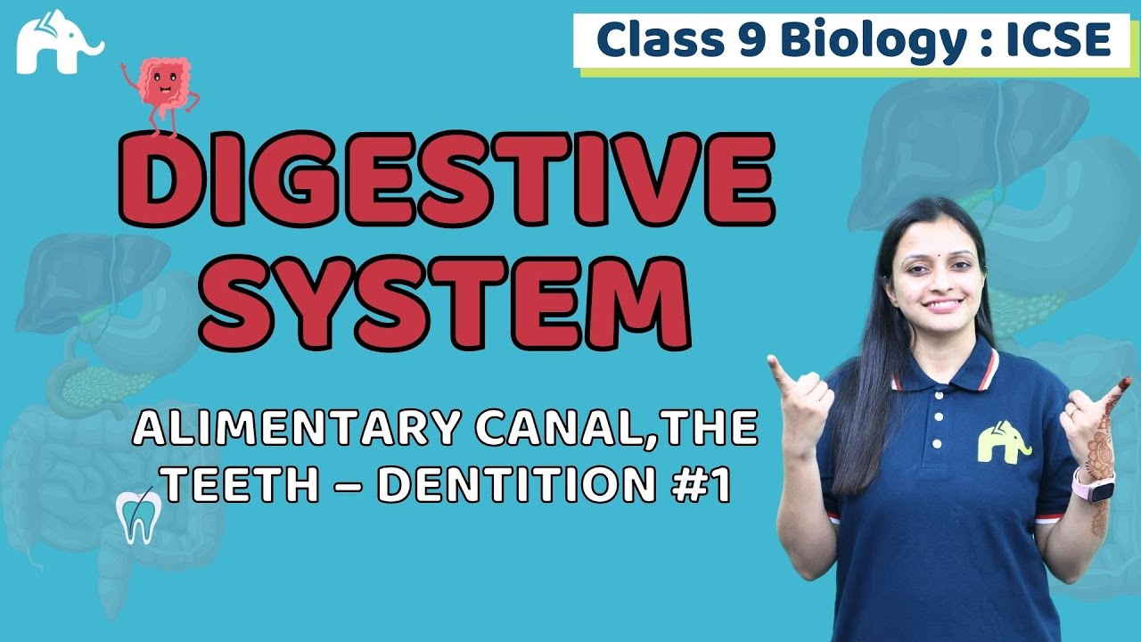 Digestive System Class 9 ICSE Biology | Selina Chapter 11 | Alimentary canal, Teeth, Dentition #1