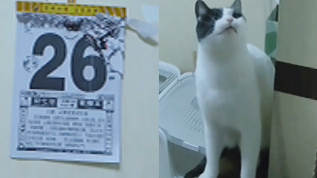 上班前跟两个小猫咪的幸福生活