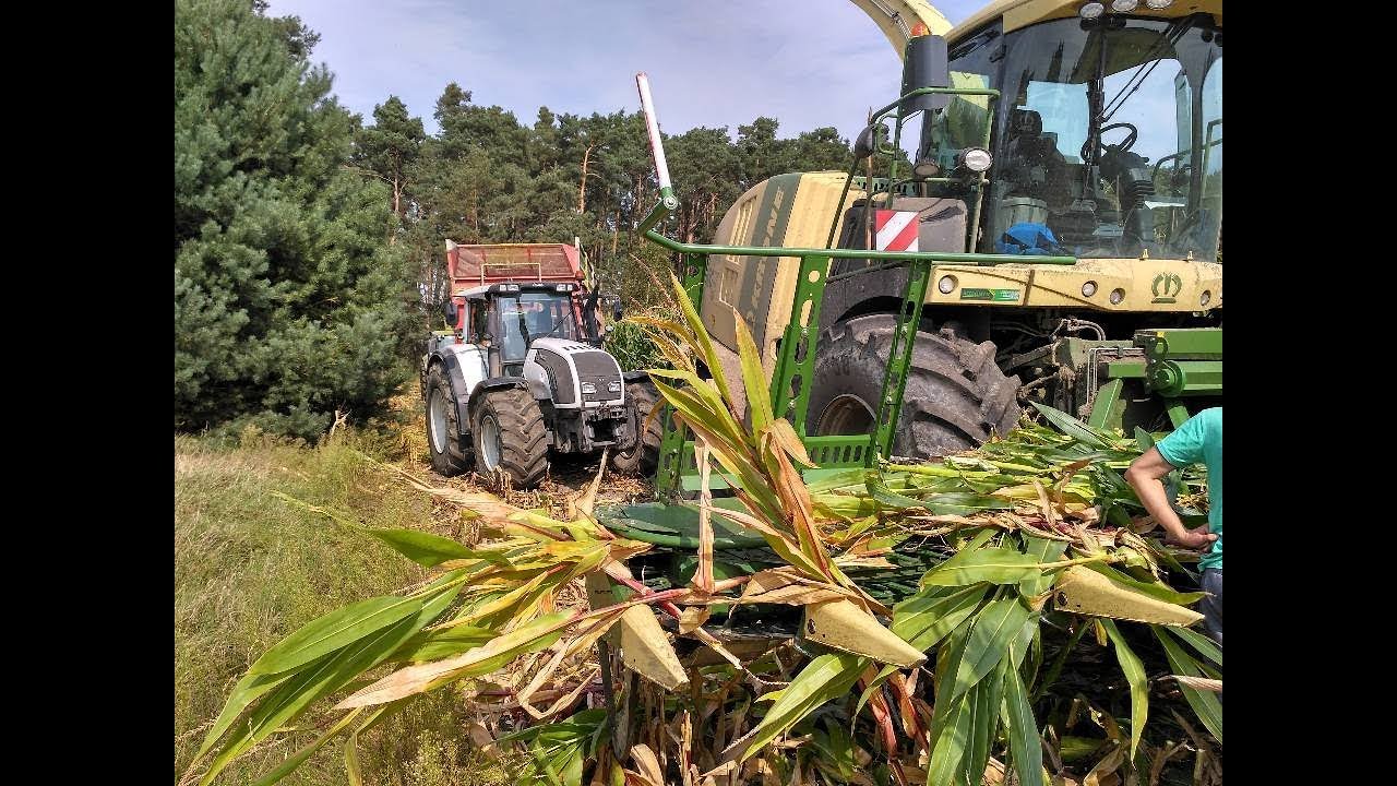 MrValterka Team - 300 hektarów kukurydzy na kiszonkę!