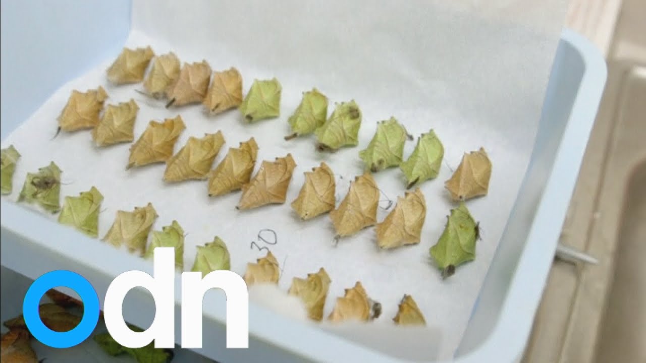 Rare rescued butterfly pupae get new home at San Diego Zoo Safari Park