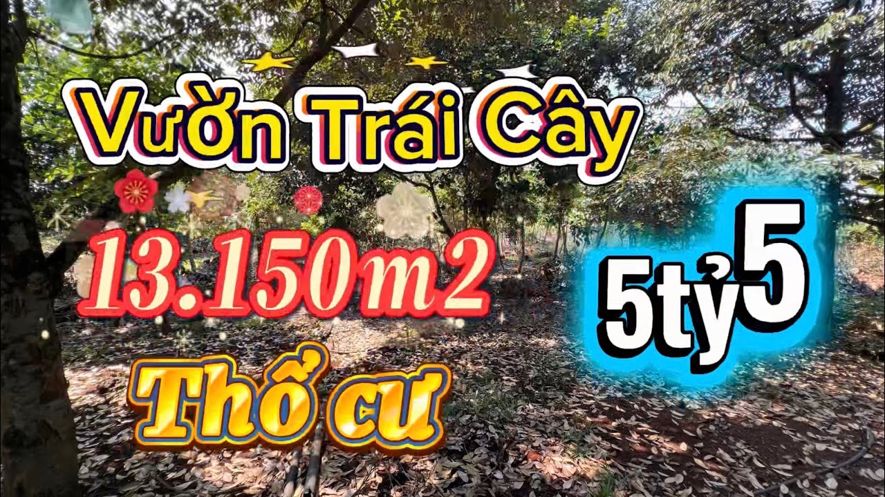 Khó Tin! Hơn 13.000m² Đất Có Thổ Cư, Vườn Sầu Riêng Đang Thu – Giá 5,5 Tỷ
