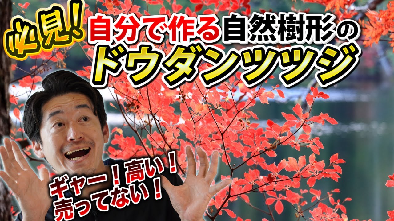 【買ったら数万円】買えないなら自分で育てる自然樹形のドウダンツツジ