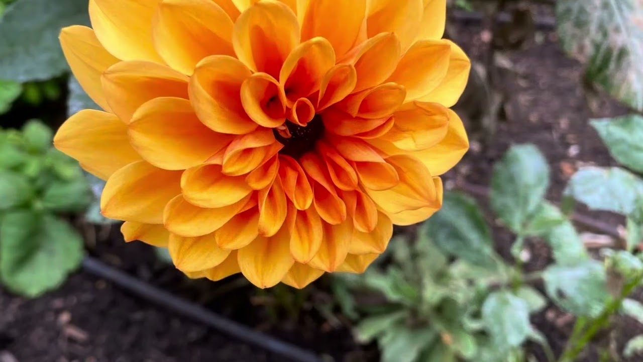 Kew Gardens 