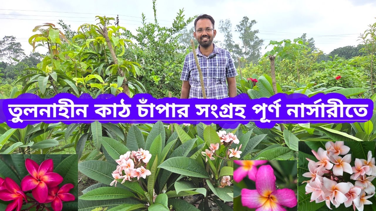 তুলনাহীন কাঠ চাঁপার সংগ্রহ পূর্ণ নার্সারিতে || Beautiful Plumeria Collections In Purna Nursery ||