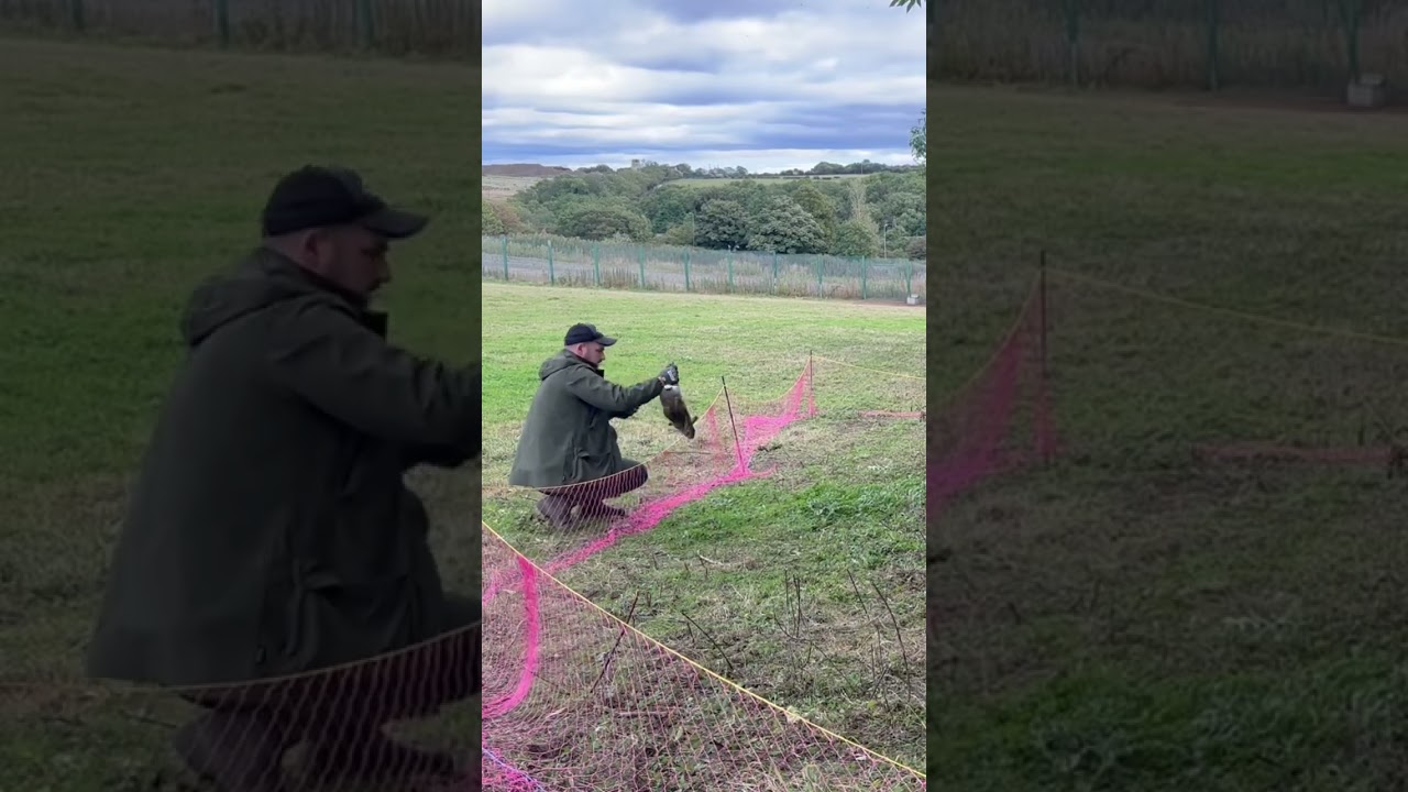New Rabbit long net in action #ferret #hunting