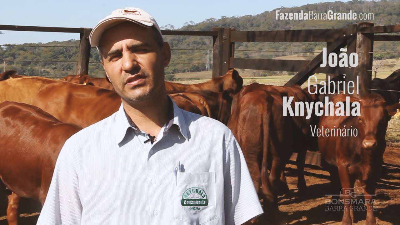 Fazenda Barra Grande - Por que Bonsmara?