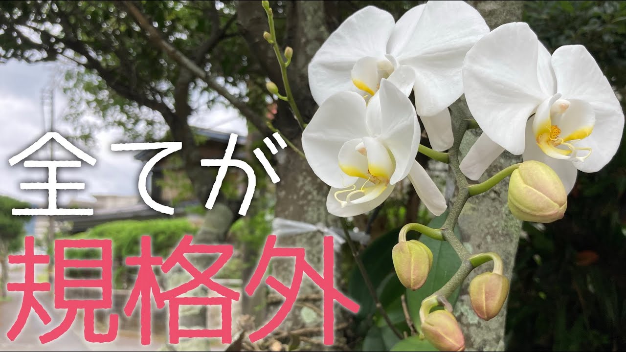 【常識崩壊】環境さえ合えば胡蝶蘭はこんな風に生きる！