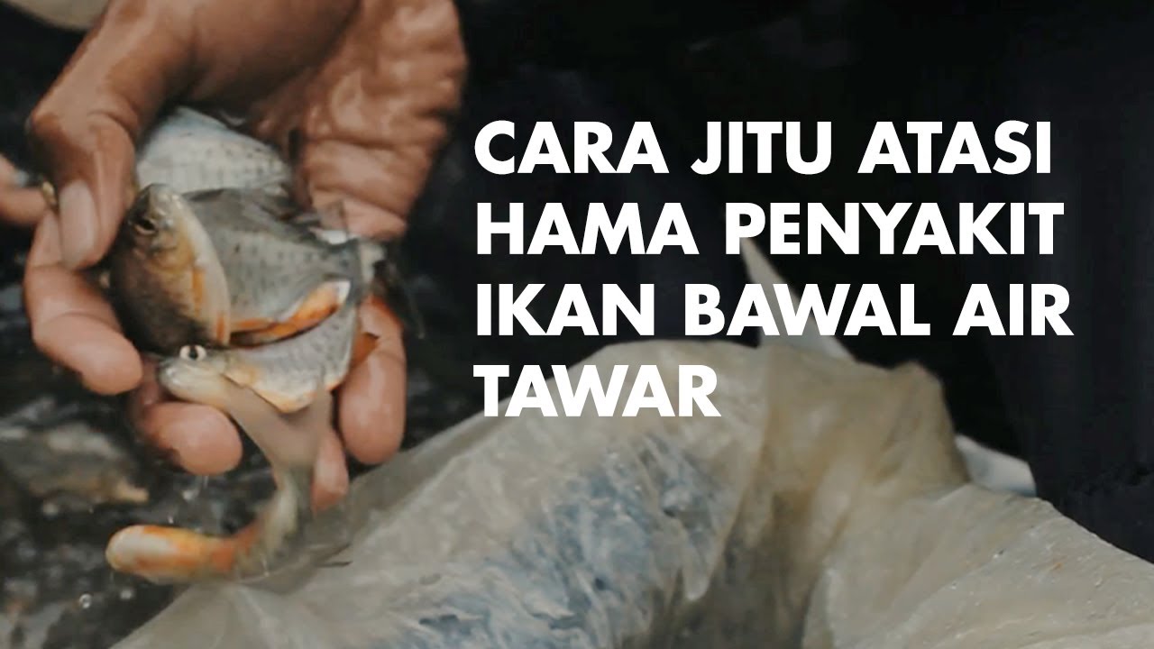 CARA MENANGANI HAMA PENYAKIT PADA IKAN BAWAL AIR TAWAR