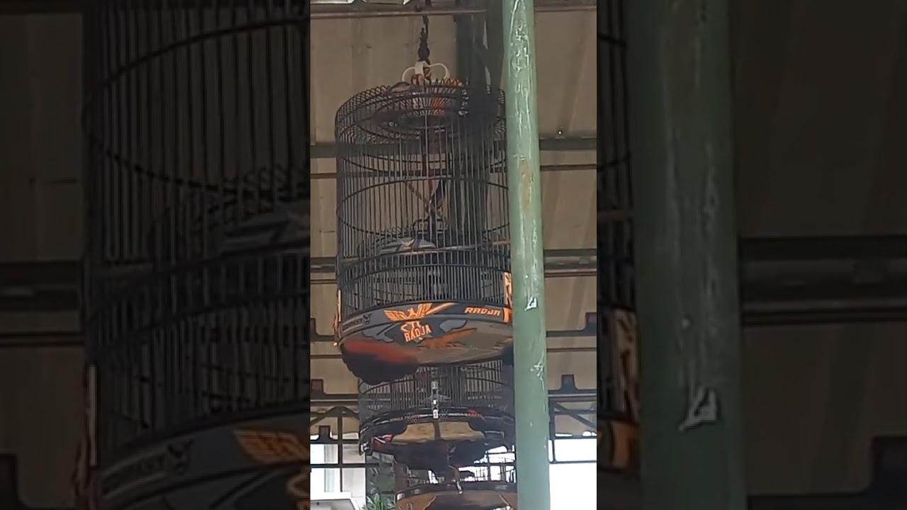 Murai tengil....Fortune arena.....cuman nominasi....