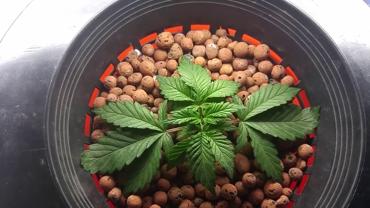 Crop King Seeds Purple Kush Fem DWC Cannabis Grow Day 25 from seed