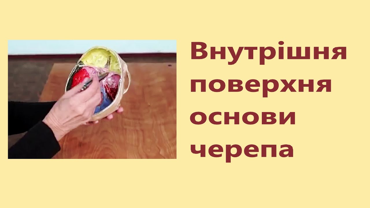 Внутрішня поверхня основи черепа