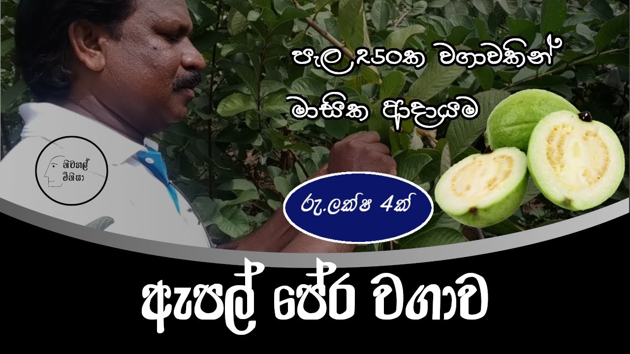Apple guava cultivation(sinhala)