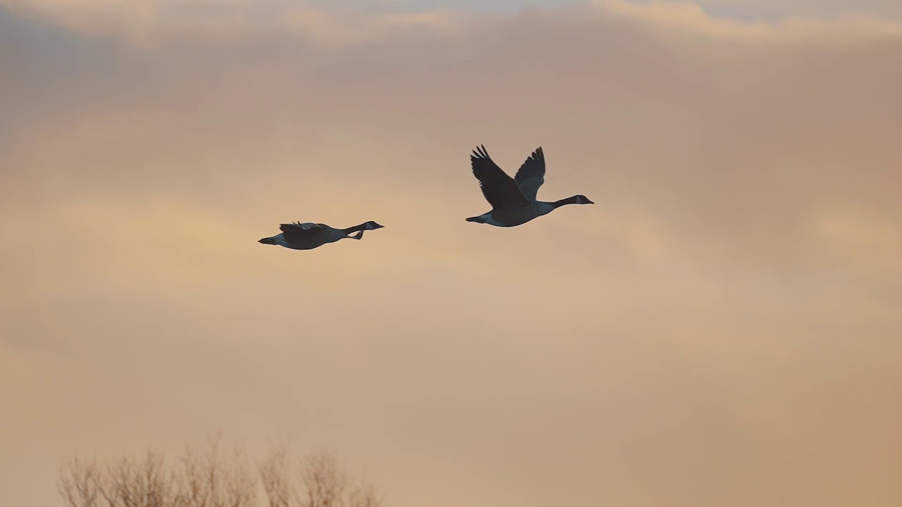 Geese flying to the sun - Ganzen trekken weg uit Nederland slowmotion Sony A7S iii 240fps review