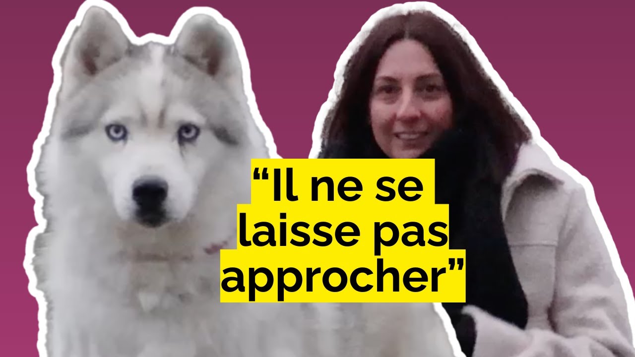 Histoires de chiens : Nanook et Camille