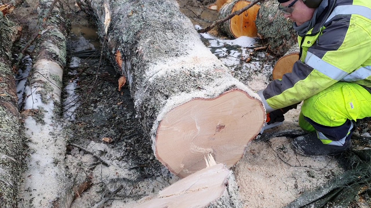STIHL MS 201 C-M chain saw in action