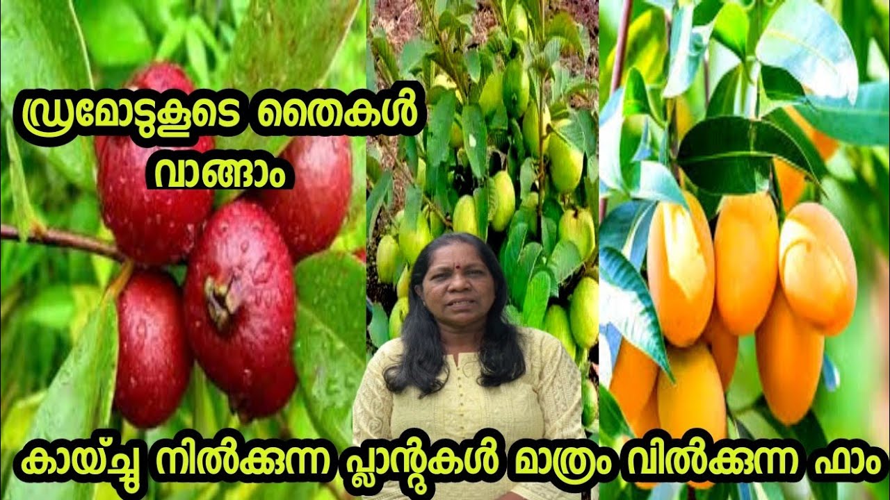 ആപ്പിൾ മുതൽ  ദുരിയാൻ വരെ കാച്ചു നിൽക്കുന്ന പ്ലാന്റുകൾ മാത്രം വിൽക്കുന്ന ഫാം #exotic sale tree 2023