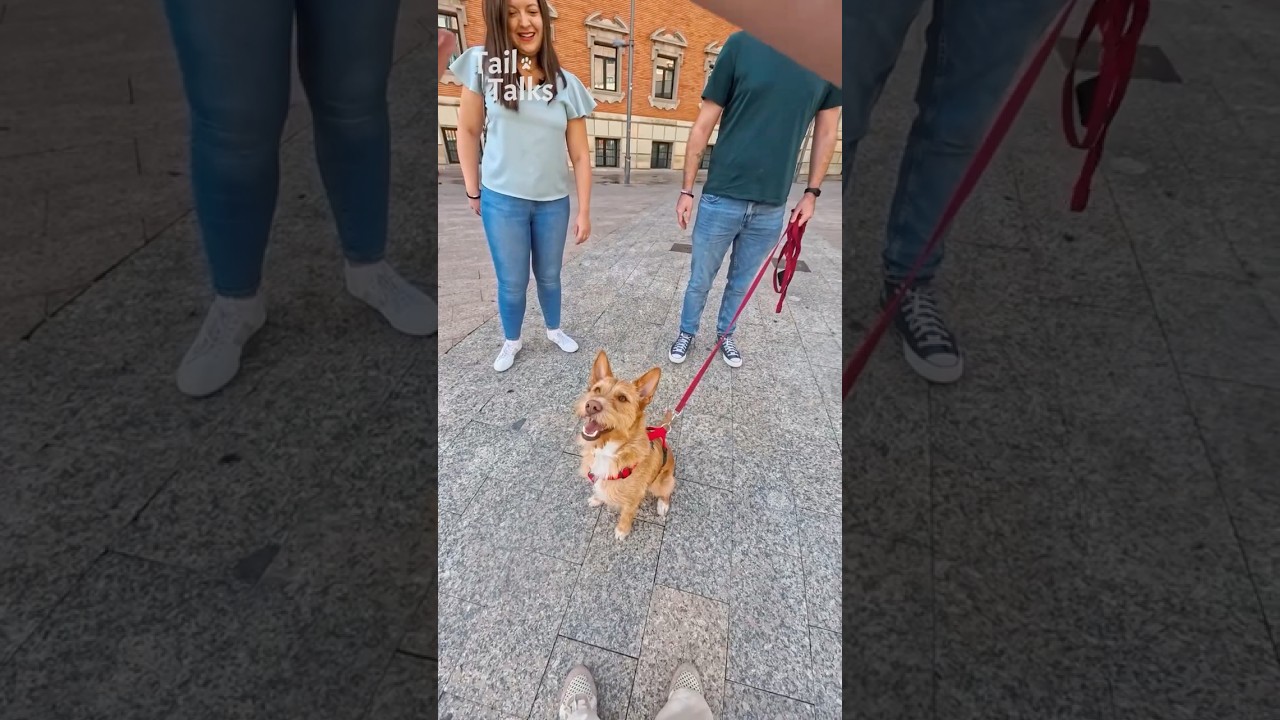 We met the sweetest Podenco walking through the streets of Spain! #podenco #dog