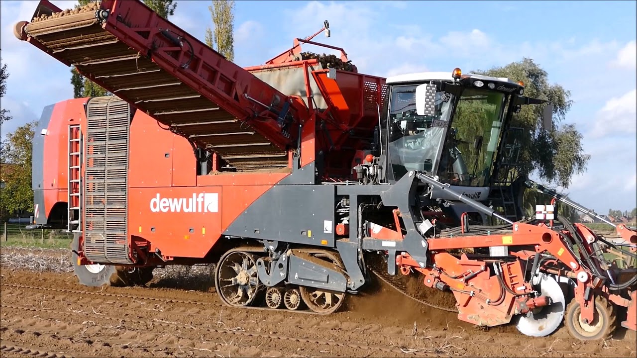 aardappelen rooien met Dewulf Kwatro - Loonbedrijf Heyvaert - patato harvest 2017