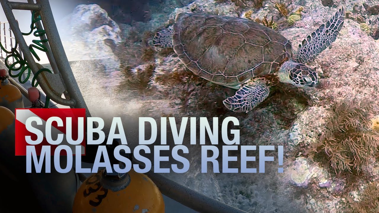 Scuba Diving Molasses Reef - Eagle Ray Alley in Key Largo, Florida! 🐢 by 