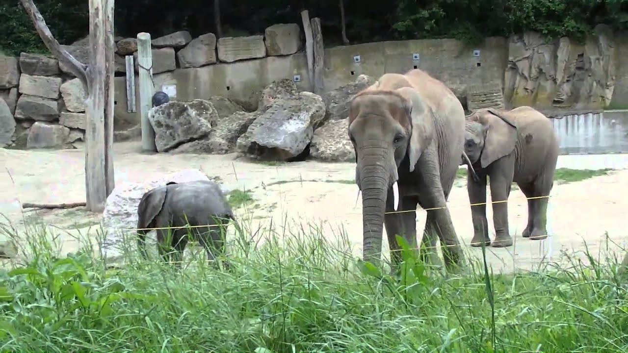 Elefanten im Tiergarten Schönbrunn 30.05.2014