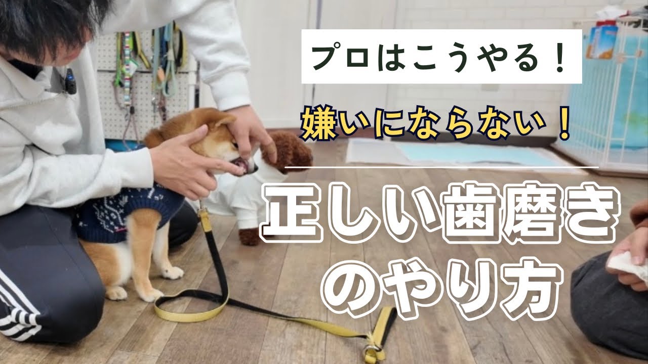正しい歯磨きのやり方！～これで歯磨き嫌い卒業！～