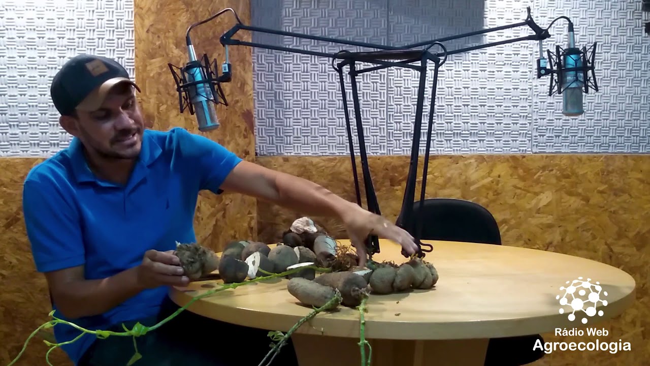 Sementes de inhame - 02 - SÉRIE INHAME - ÁLVARO CARLOS