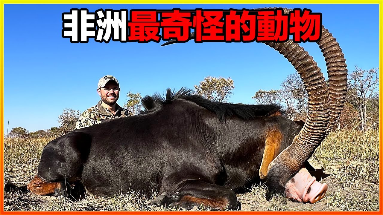 疑似發現新物種？牛身豬鼻，長著羊角的奇怪生物現身非洲大草原，遊客被當場嚇傻，17個非洲最不可思議的生物｜排名｜世界之最｜地球之最｜獵奇｜睡前故事