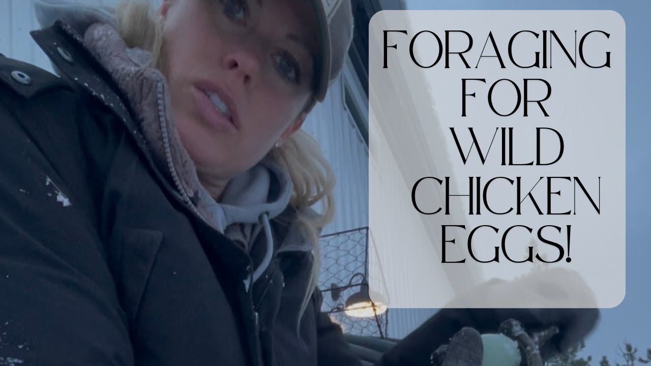 Foraging Wild Chicken Eggs!!