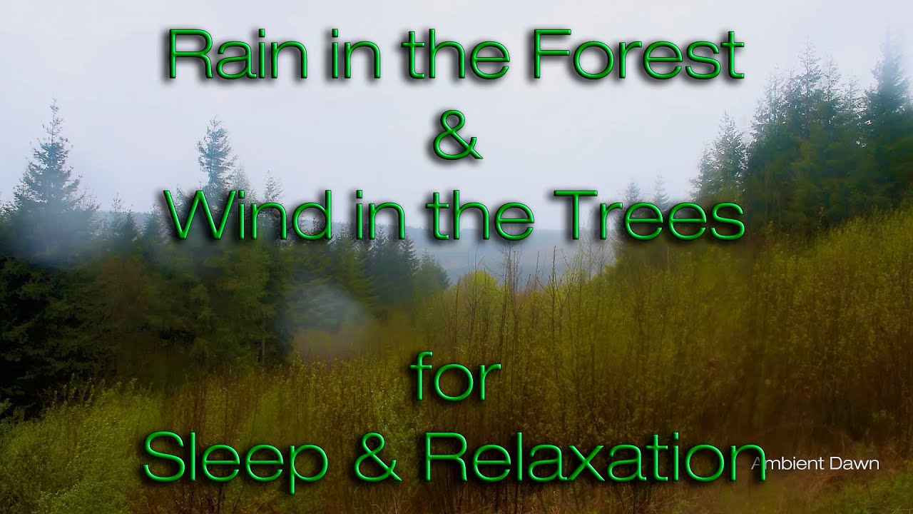 Three Hours Relaxing Wind Noise in Trees | Rain & Wind White Noise to help with Sleep | ASMR