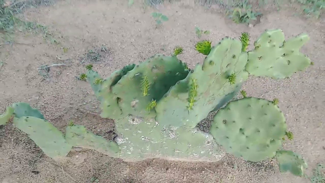 Mais um plantio de palma lindo vejam só