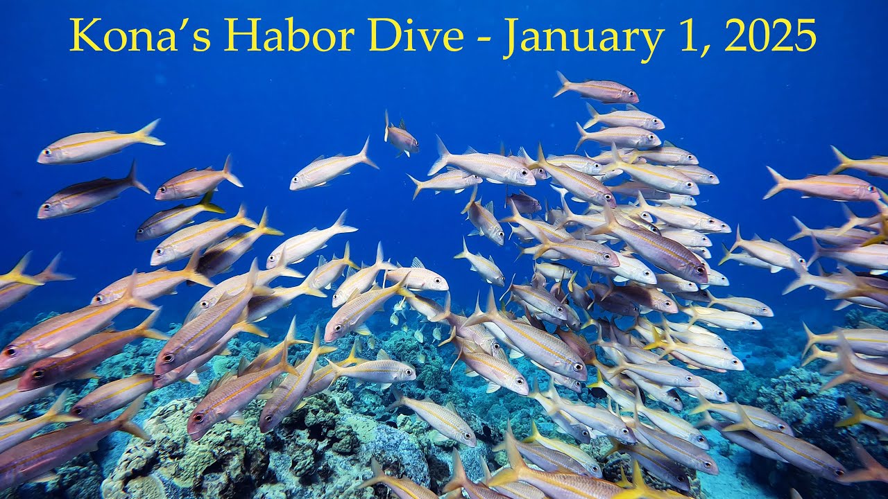 Kona Honokohau Harbor Dive on New Years Day 2025
