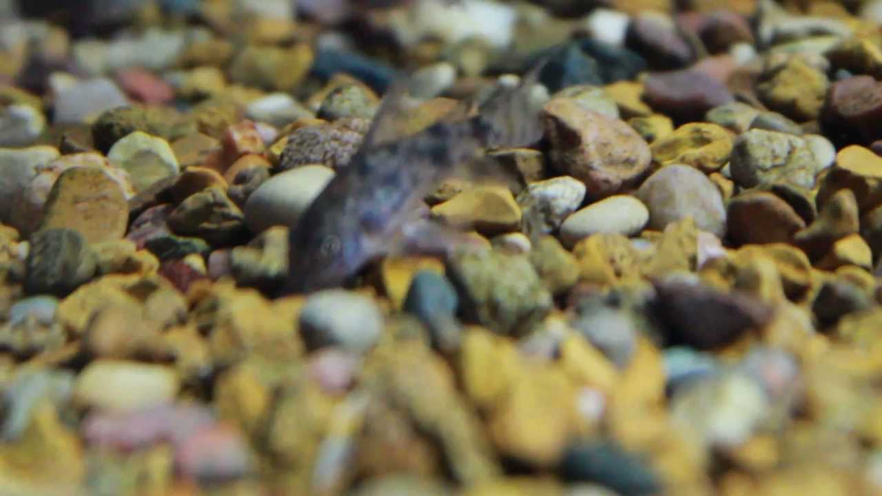 The Very Common Palateus Cory Catfish (Longfin) - Corydoras paleatus