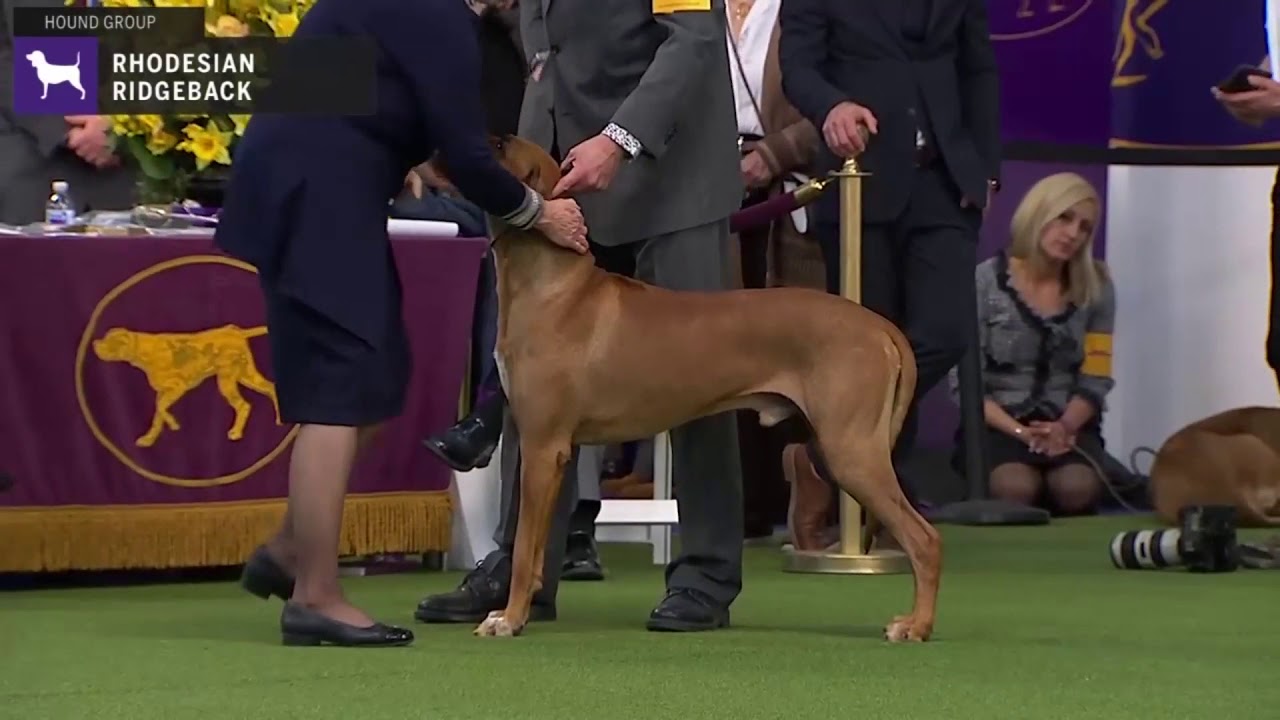 Rhodesian Ridgebacks | Breed Judging 2020