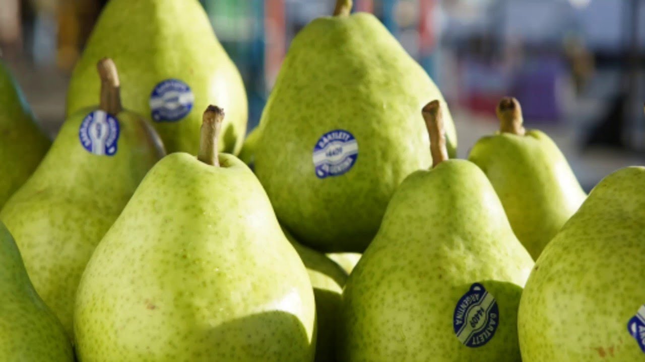 Pear Daily (DAY 101)