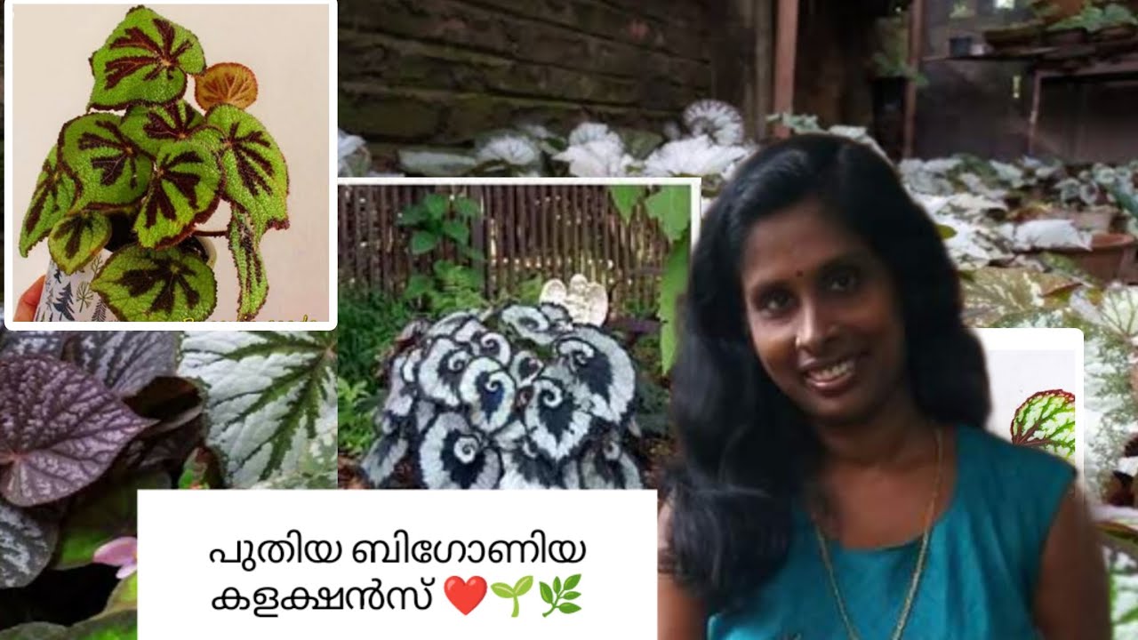 പുതിയ ബിഗോണിയ കളക്ഷൻ ❤️🌱🌿