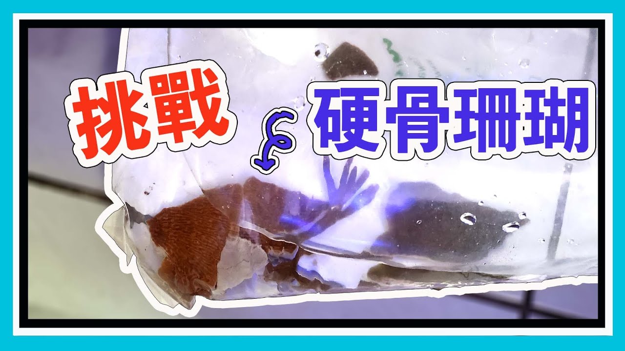 來嘗試看看硬骨珊瑚     【阿宅 X Dane's Aquarium】