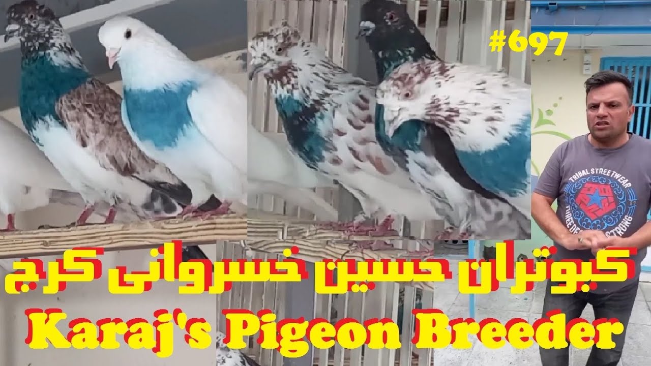 گزارش از بام بزرگ کبوتران آ حسین خسروانی از کرج KARAJ'S HIGHFLYER PIGEONS BREEDER'S BIG PIGEON HOUSE