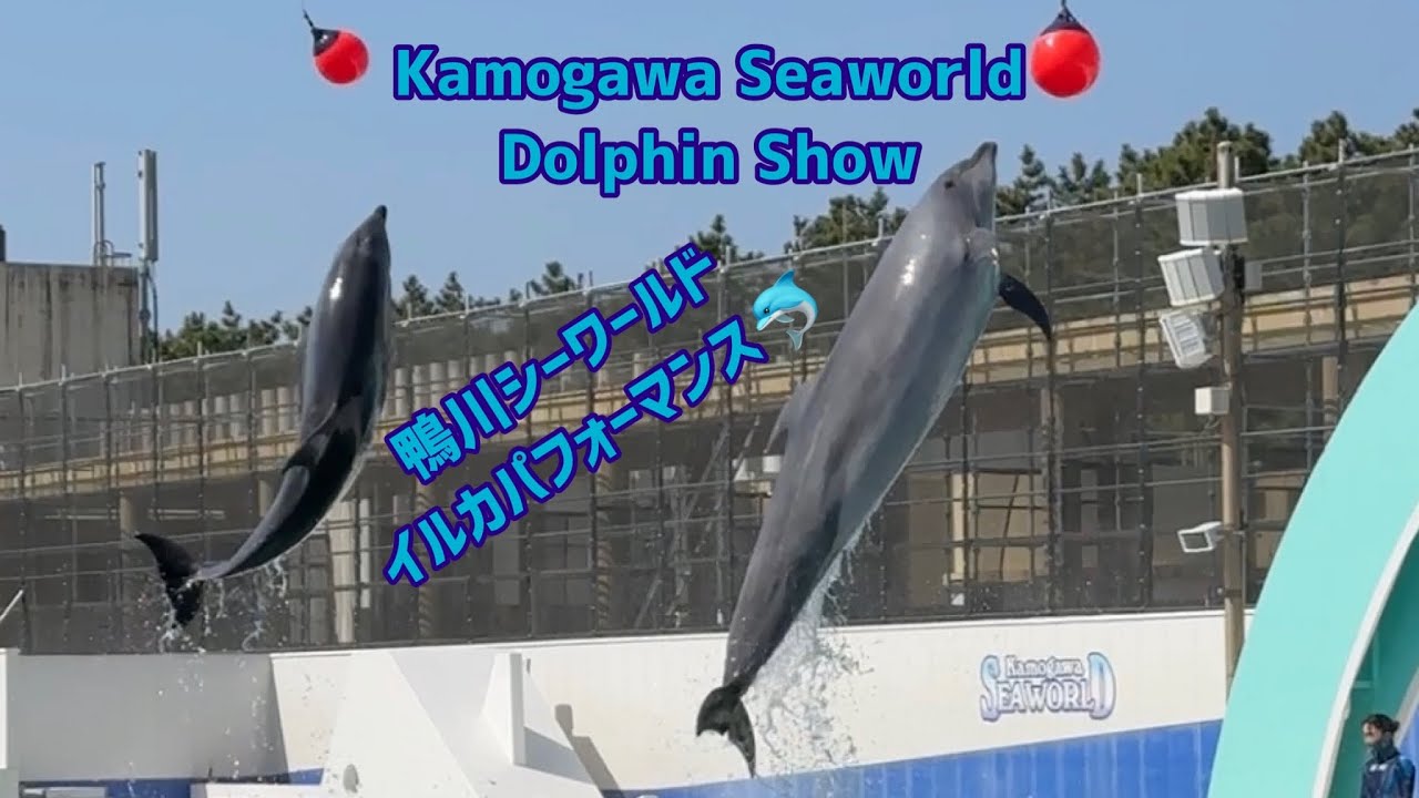 Kamogawa Seaworld Dolphin Show 🐬 鴨川シーワールドイルカパフォーマンス🐬 #dolphin