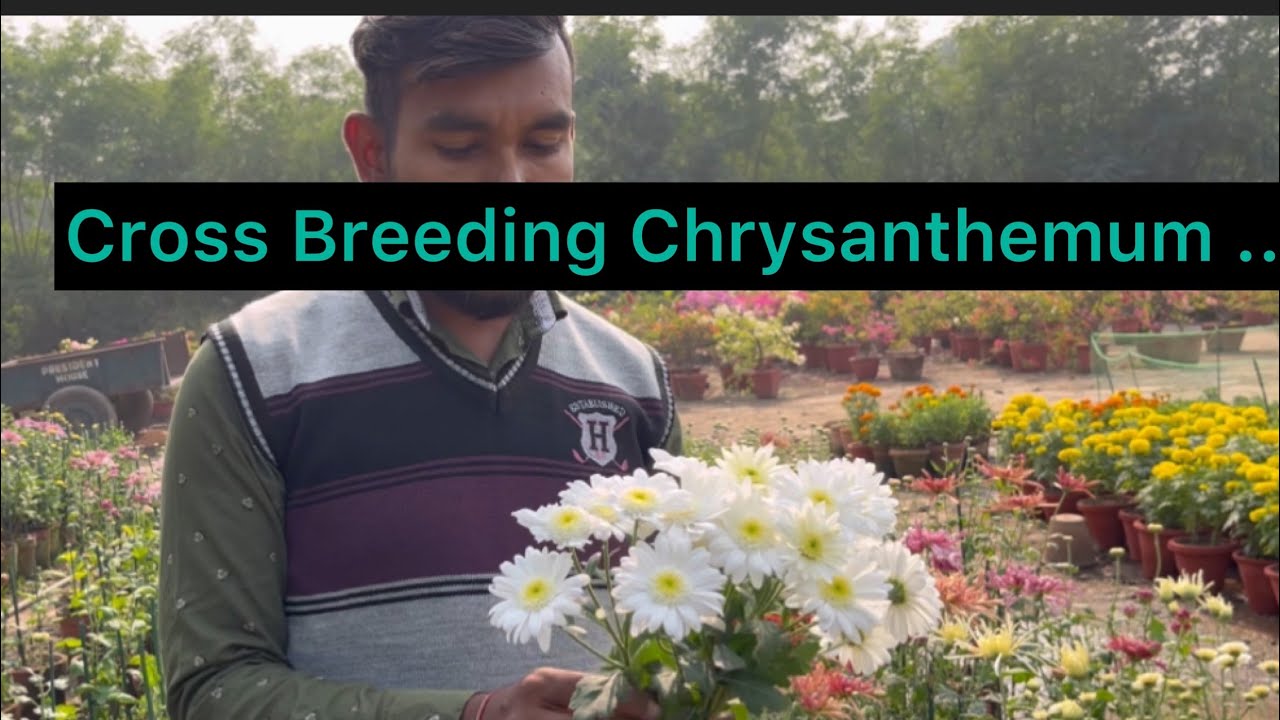 इसप्रकार बनती है गुलदाउदी की नई किस्मे,(Cross Breeding Chrysanthemum)