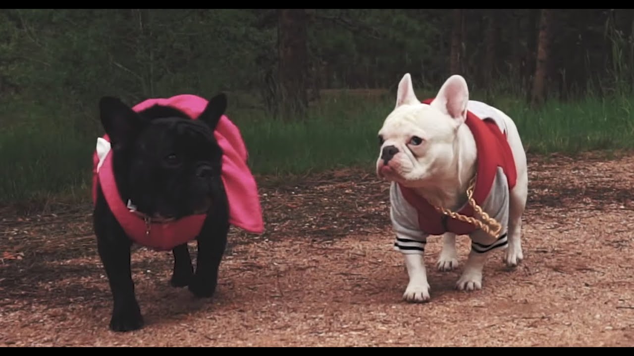 Black Pegasus - Puppy Love - Official Music Video - Ft Daniel Goodin - Prod by Blitz