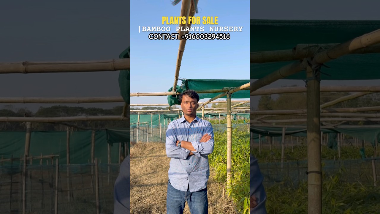 BAMBOO PLANTS FOR SALE | BAMBOO PLANTS NURSERY | 2-3 LAKH PLANTS AT STOCK 