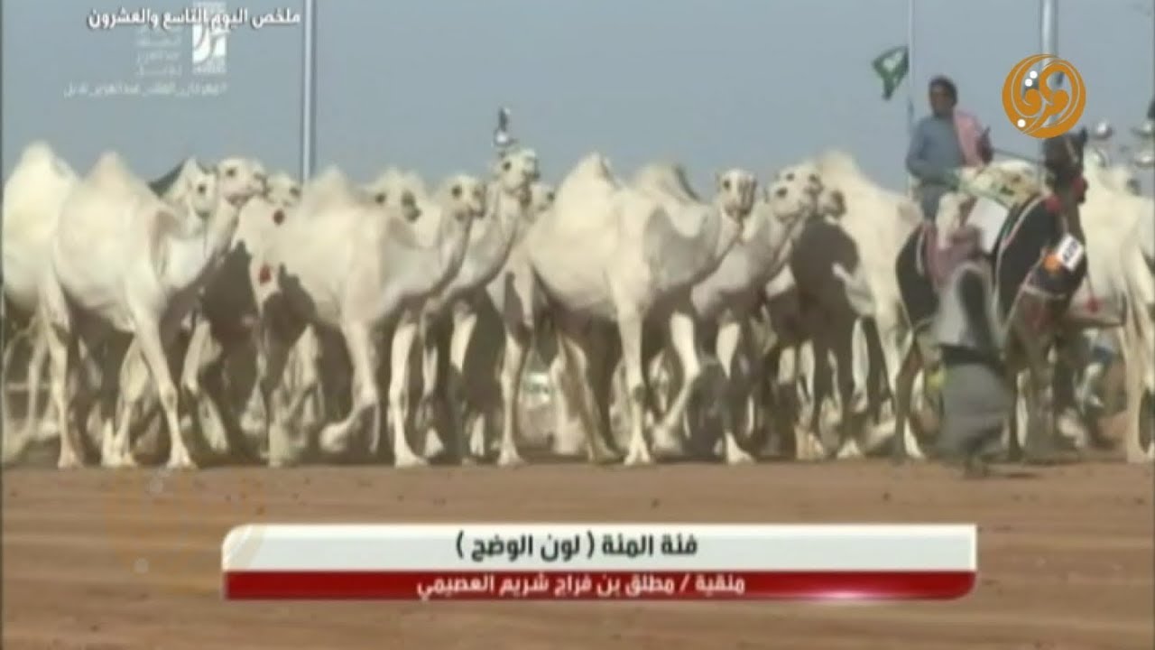 ملخص عروض الابل+ النتائج النهائية .( 100 - وضح ) 29-1-2018م بمهرجان الملك عبدالعزيز للابل الثاني HD