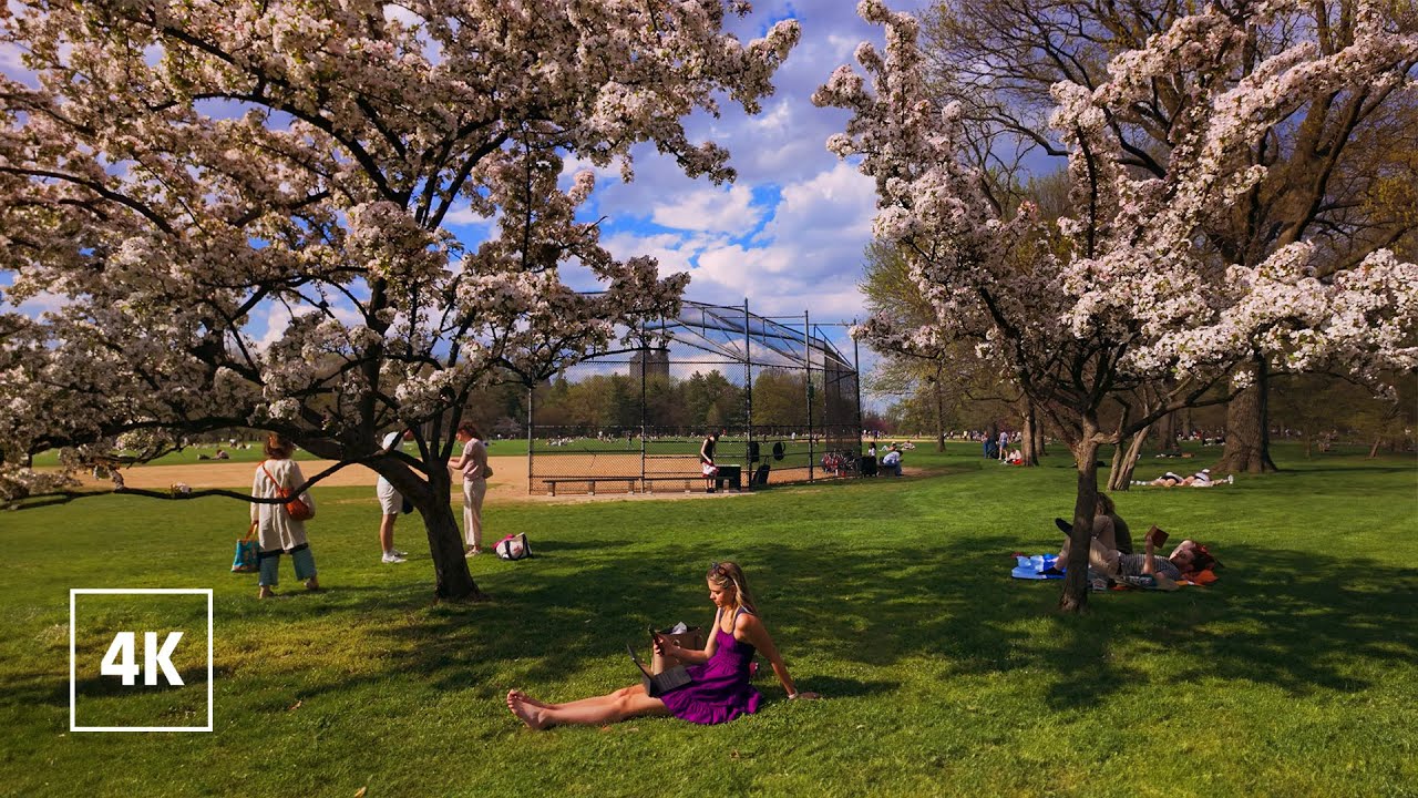 NEW YORK Spring - Cherry Blossom in Central Park