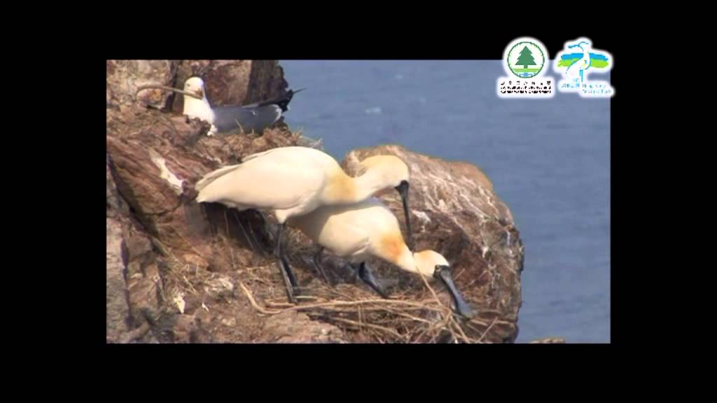 A Glimpse of the Breeding Black-faced Spoonbill (English)