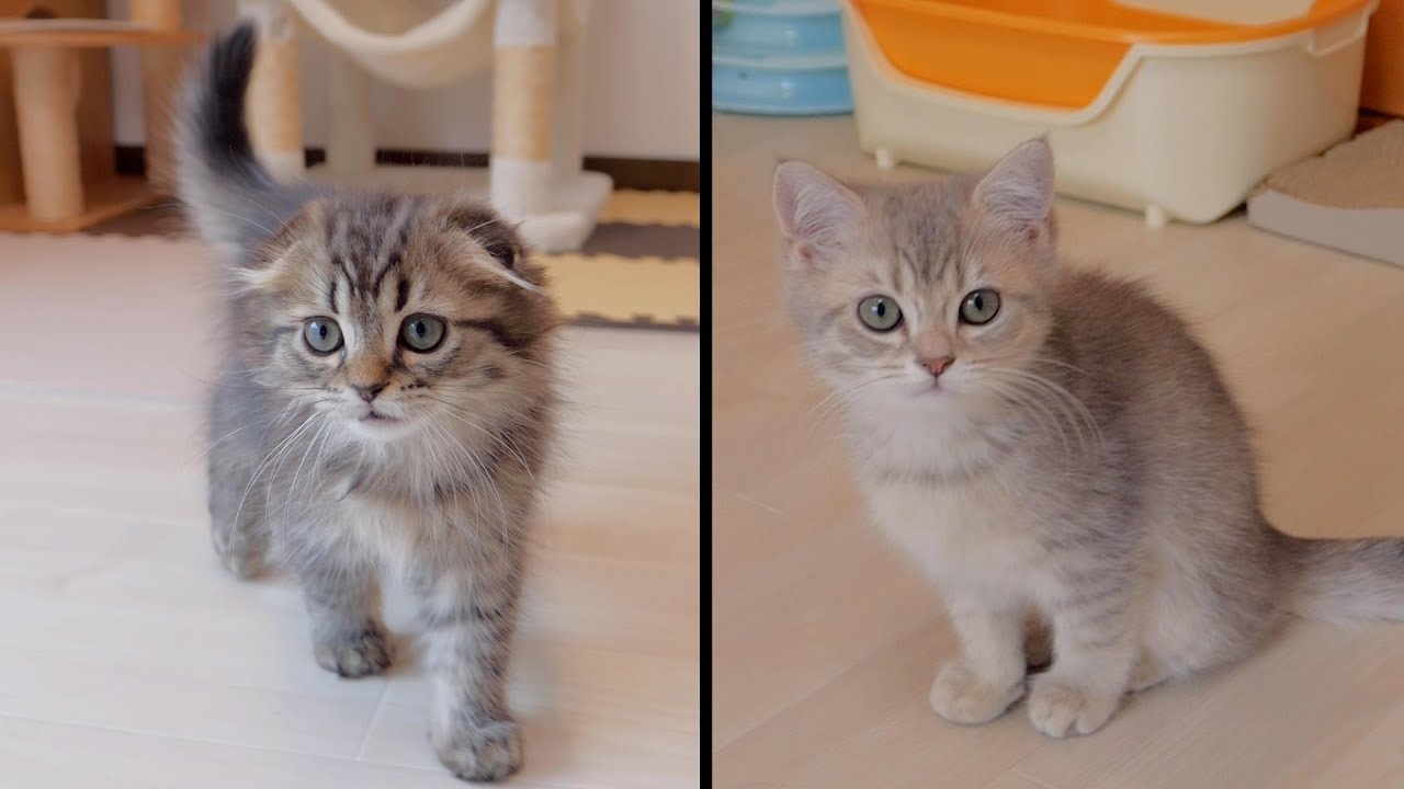 Kitten Coco and Kitten Mu leave the nest.