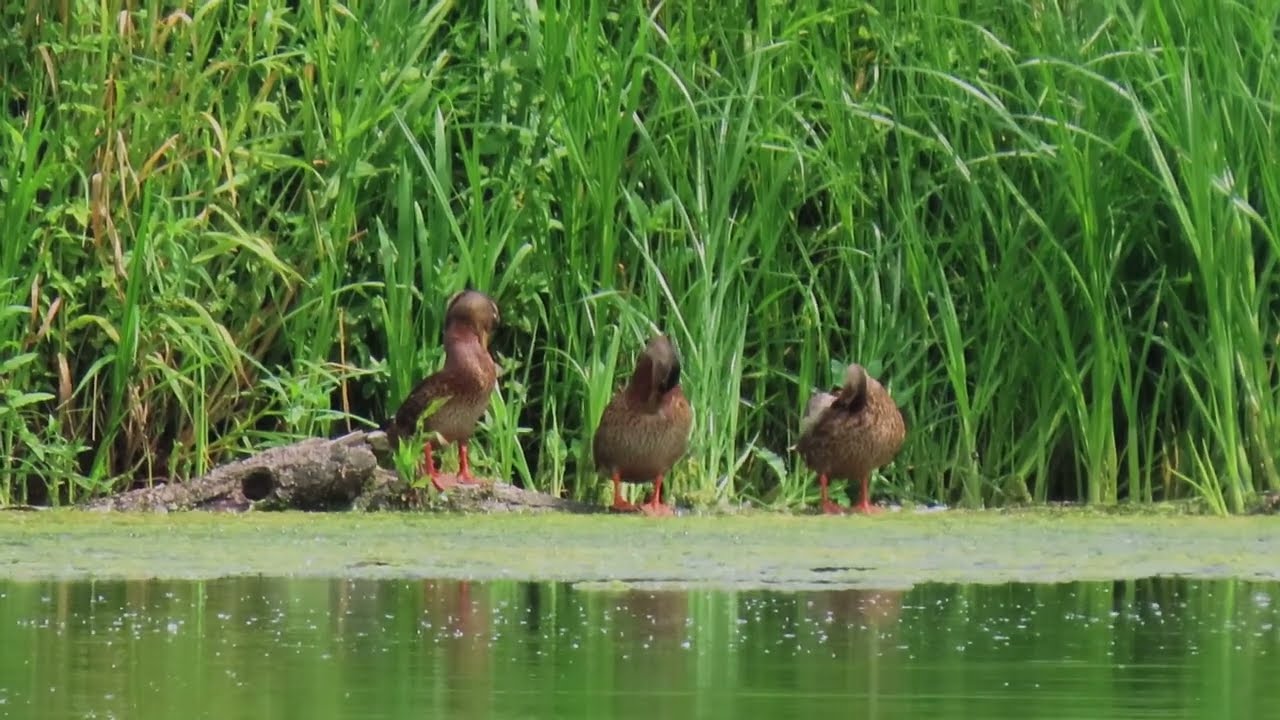 20220722 WILDE EEND (MALLARD)