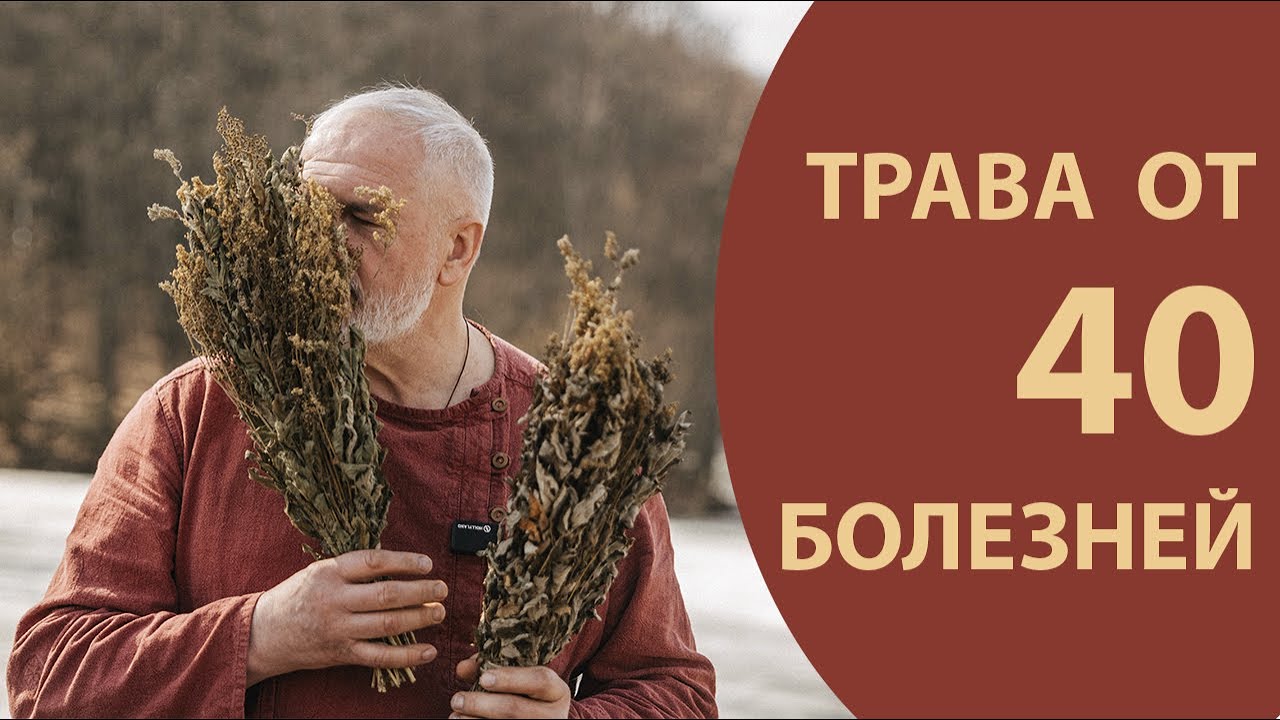 Таволга - медовый аромат парной