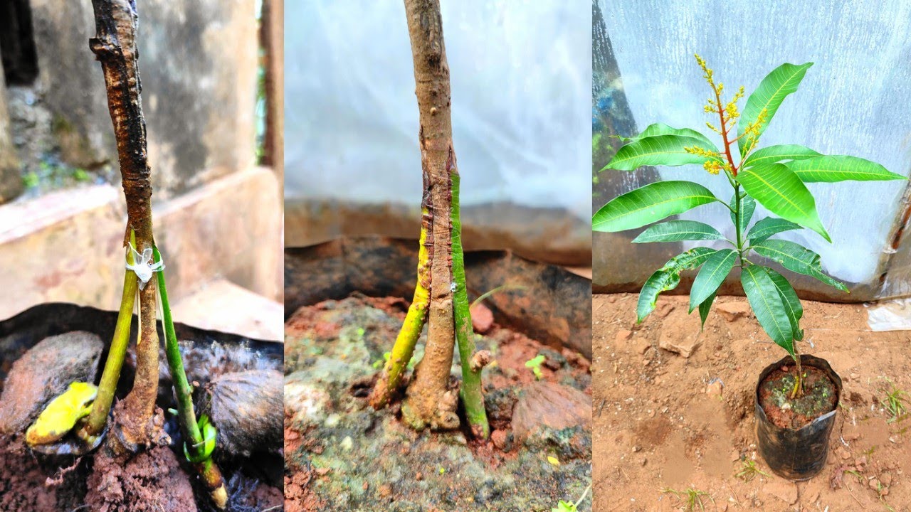 Stone grafting on mango tree | double Grafting mango tree #stonegrafting #mangografting