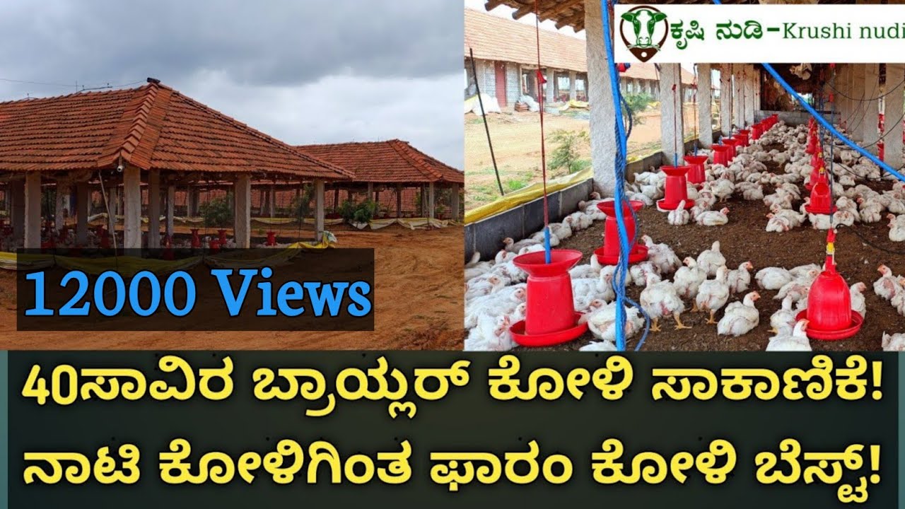 Broiler chicken farm in Karnataka|Is broiler chicken farming profitable| poultry farm business plan